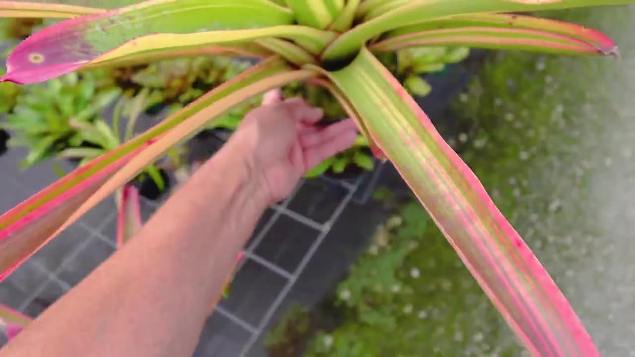 ブロメリア・エアープランツ Neoregelia Cruenta Albo Neoregelia Cruenta 'albo' - Variegated Sun-loving Bromeliad 6